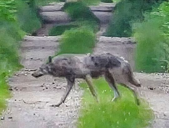 Wilk na drodze leśnej dwa kilometry od Zawadzkiego. "Są tu dwie watahy"