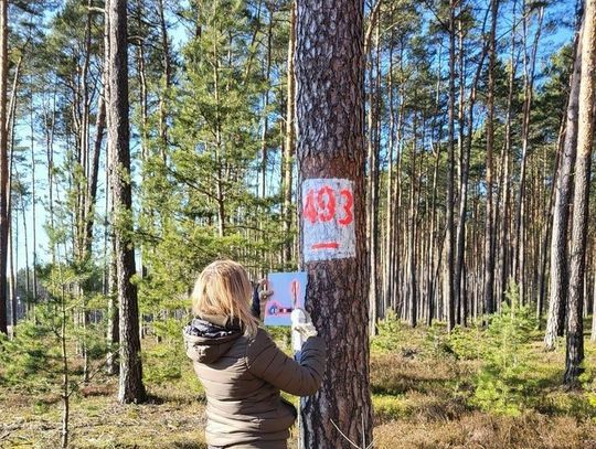 Wkrótce wzrośnie zagrożenie pożarowe w lasach. Służby apelują o ostrożność