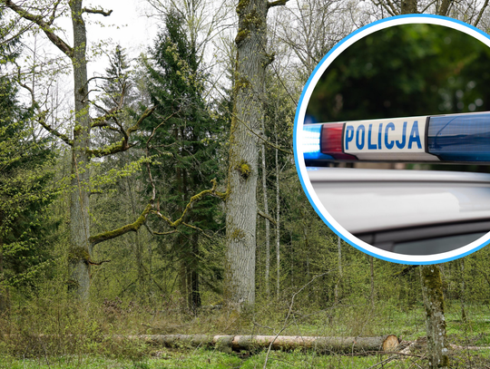 Groźny wypadek w lesie. Drzewo przygniotło pracownika Groźny wypadek w lesie. Drzewo przygniotło pracownika