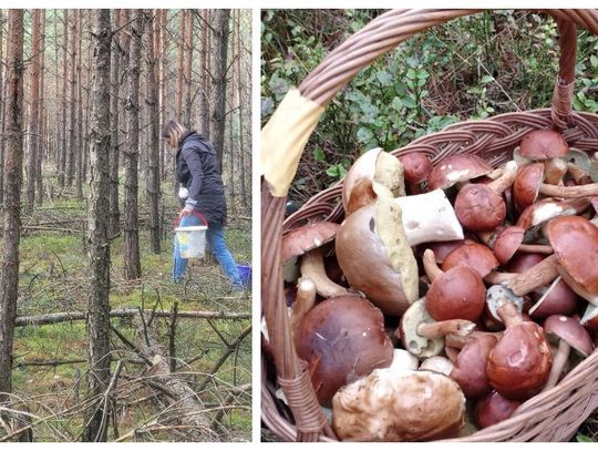 Grzybobranie w lasach trwa. Pamiętaj o tych zasadach