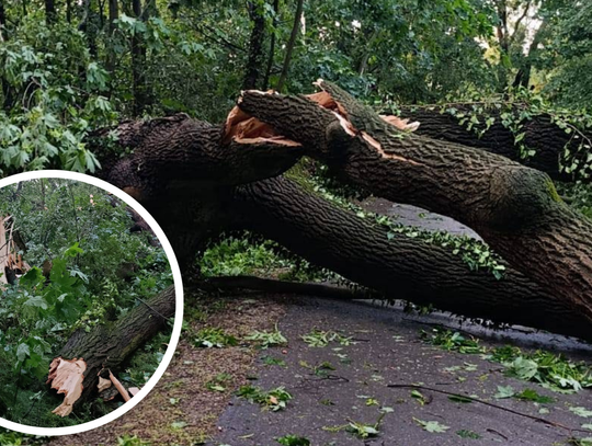 Nawałnica dotknęła również strzelecki park. Jest apel do mieszkańców
