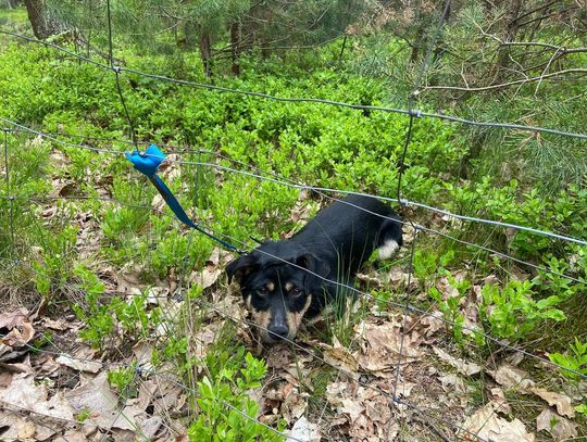Zatrzymano kobietę, która porzuciła psa w lesie w Kolonowskiem. Grożą jej 3 lata