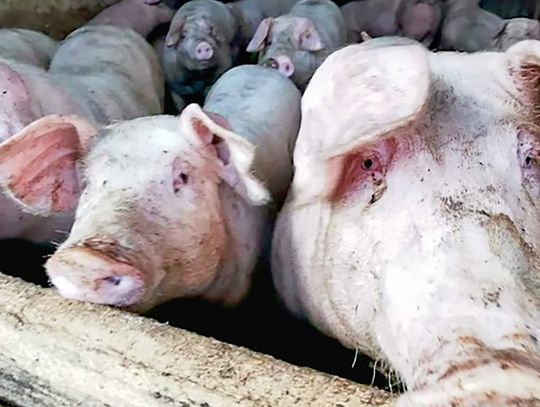 Zawadzkie chce złagodzić konflikt między rolnikami a mieszkańcami Zawadzkie chce złagodzić konflikt między rolnikami a mieszkańcami