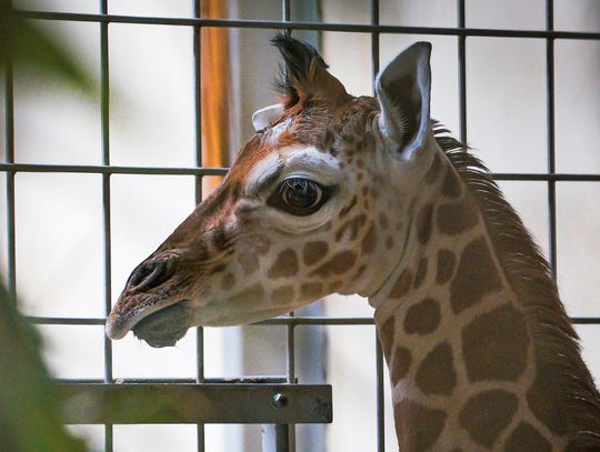 Żyrafa przyszła na świat w zoo w Opolu. Maluch po urodzeniu mierzył 180 cm