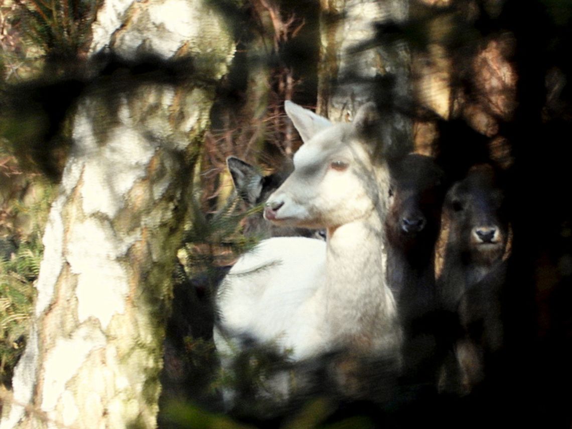 Białe i czarne daniele w lasach pod Zawadzkiem. "To są bardzo rzadkie okazy"