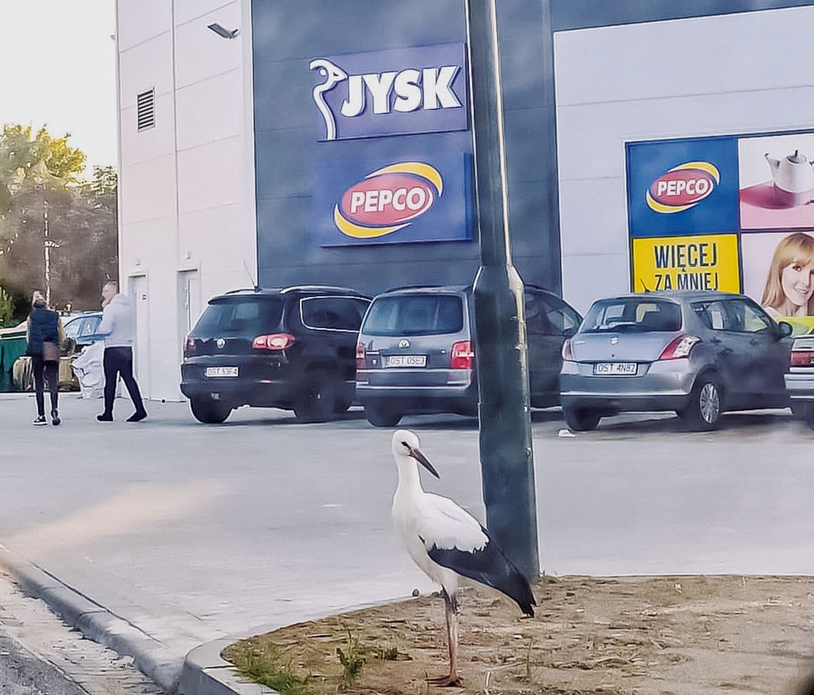 Bociek na zakupach Bociek na zakupach