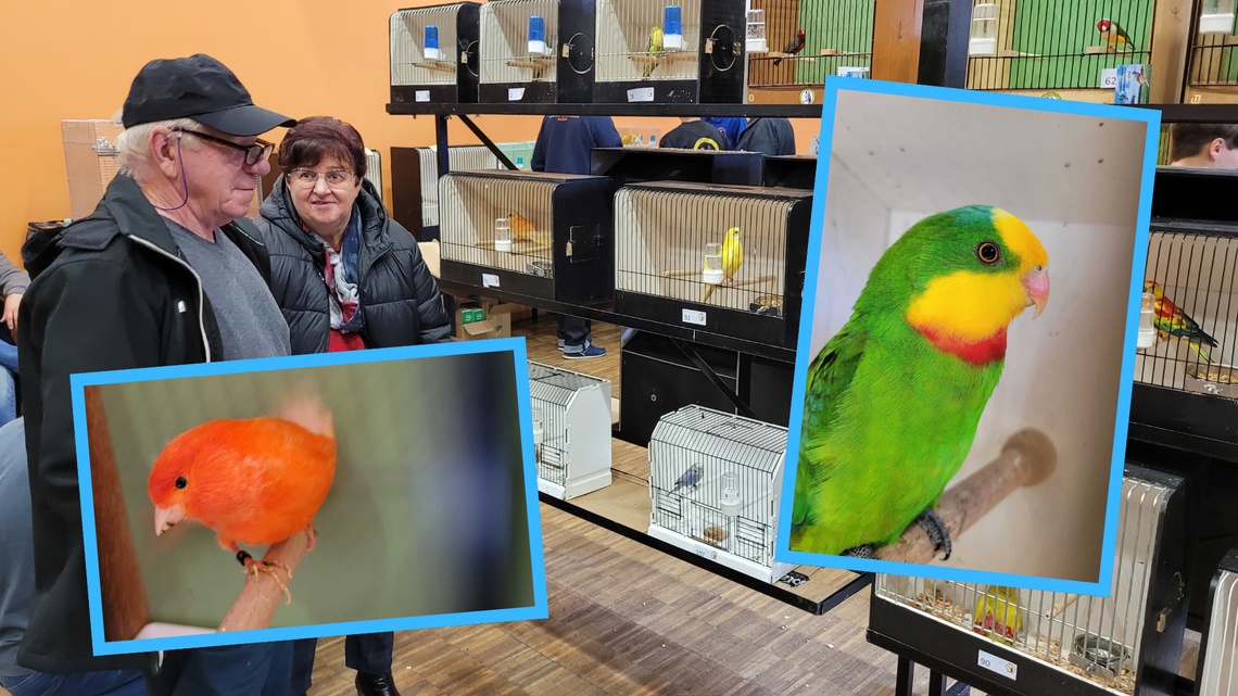 Skrzydlaci mistrzowie Opolszczyzny w Strzelcach Opolskich. Było co podziwiać Skrzydlaci mistrzowie Opolszczyzny w Strzelcach Opolskich. Było co podziwiać