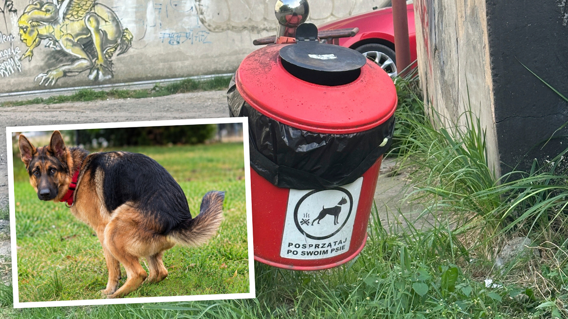 Psie odchody w mieście. Mieszkańcy mają dość Psie odchody w mieście. Mieszkańcy mają dość