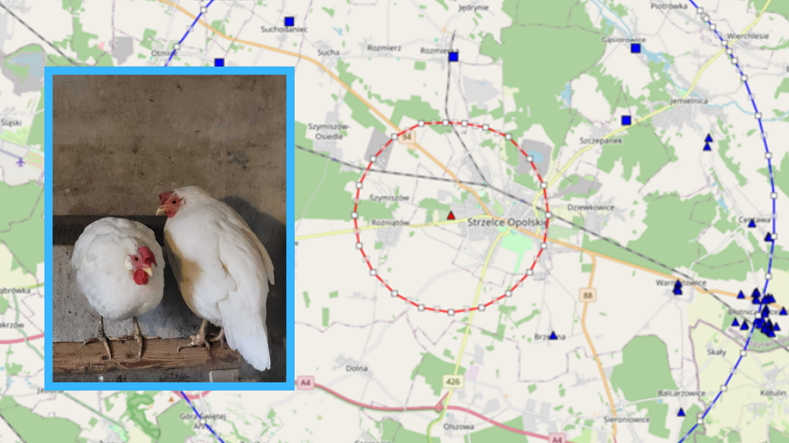 Chorba drobiu. Zakażenia u ludzi są możliwe, lecz rzadkie Chorba drobiu. Zakażenia u ludzi są możliwe, lecz rzadkie