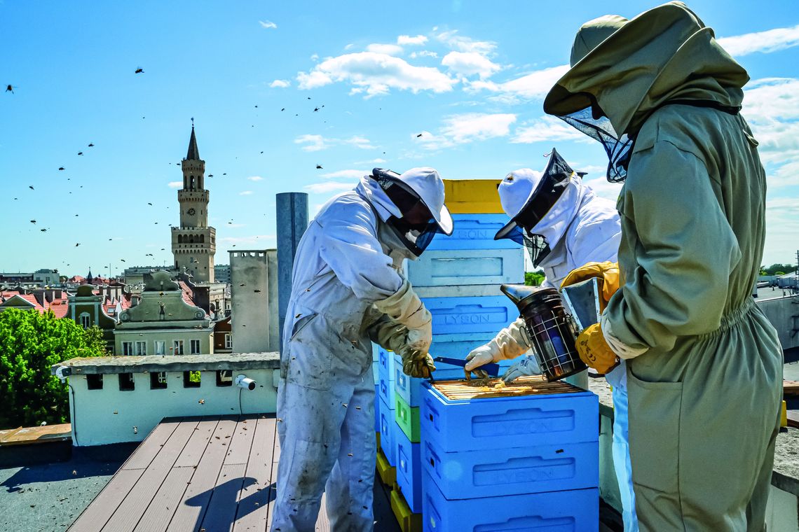 Człowiek bez pszczół żyć nie może. Miejskie pasieki im szkodzą?