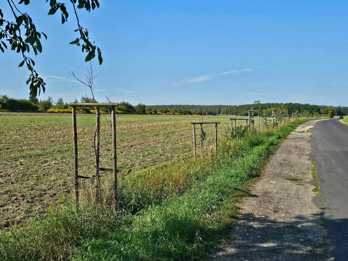 Czy ktoś dba o drzewka na ul. Czereśniowej w Strzelcach Opolskich?