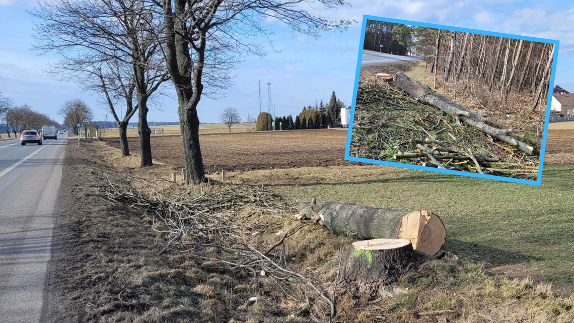 Dziesiątki drzew pod topór. Drogowcy prowadzą wycinkę
