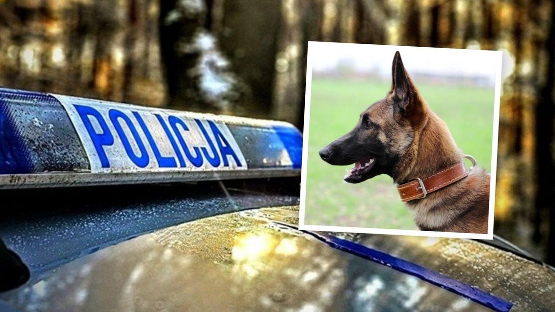 Dramatyczny finał leśnego spaceru. Owczarek pogryzł 15-latkę