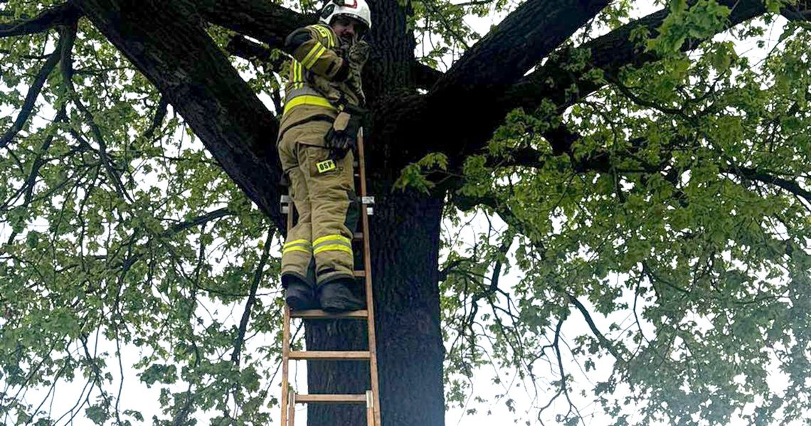 Druhowie z OSP w Spóroku uratowali kotka uwięzionego na drzewie Druhowie z OSP w Spóroku uratowali kotka uwięzionego na drzewie