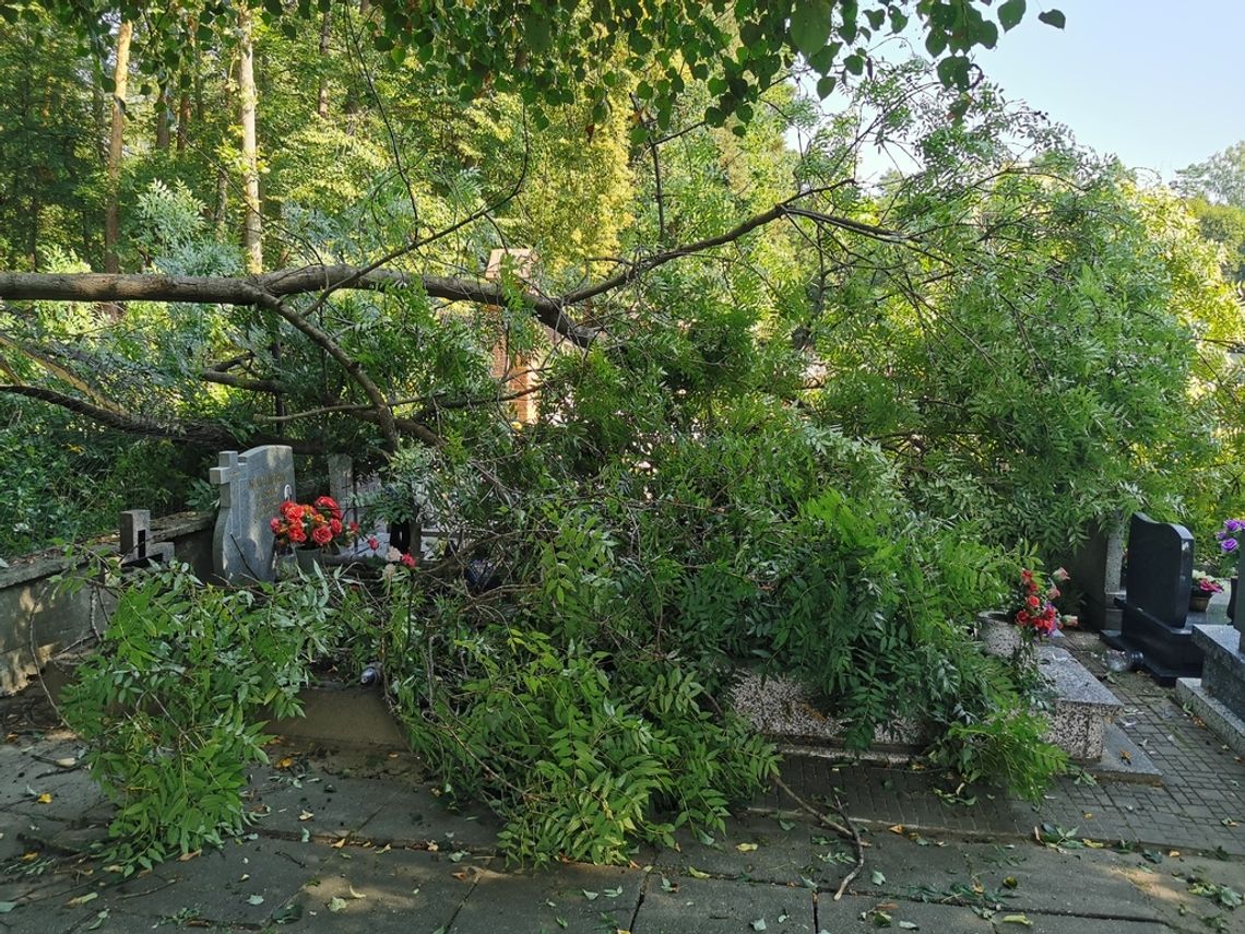 Drzewa wywróciły się na cmentarzu w Zawadzkiem. Ktoś je podciął!