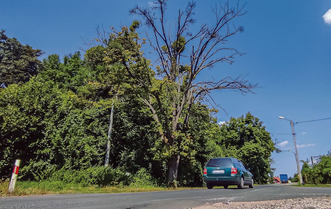 Drzewo czeka na ofiarę Drzewo czeka na ofiarę