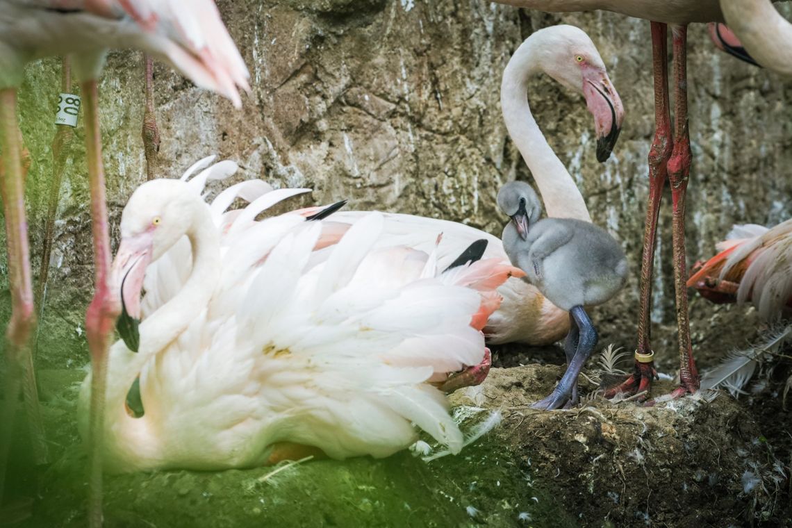 Flamingi przyszły na świat w zoo w Opolu. I to po zmianie miejsca pobytu