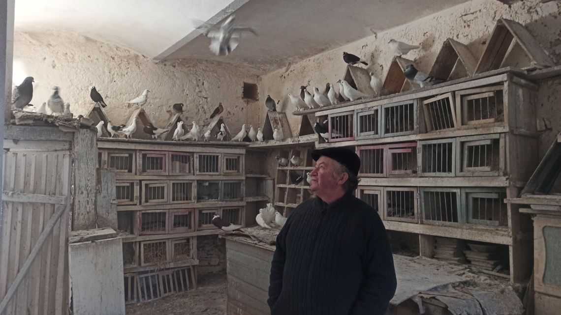 Hodowcy gołębi nie grzeszą Hodowcy gołębi nie grzeszą