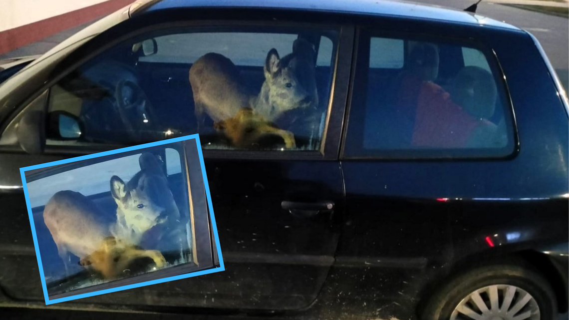 Jechała z sarną na przednim siedzeniu. Emocje wzięły górę