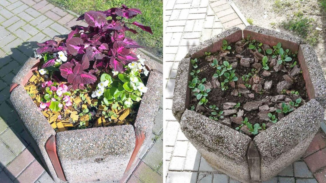 Komu przeszkadzają kwiaty? "Co posadzę, to ktoś wyrywa" Komu przeszkadzają kwiaty? "Co posadzę, to ktoś wyrywa"