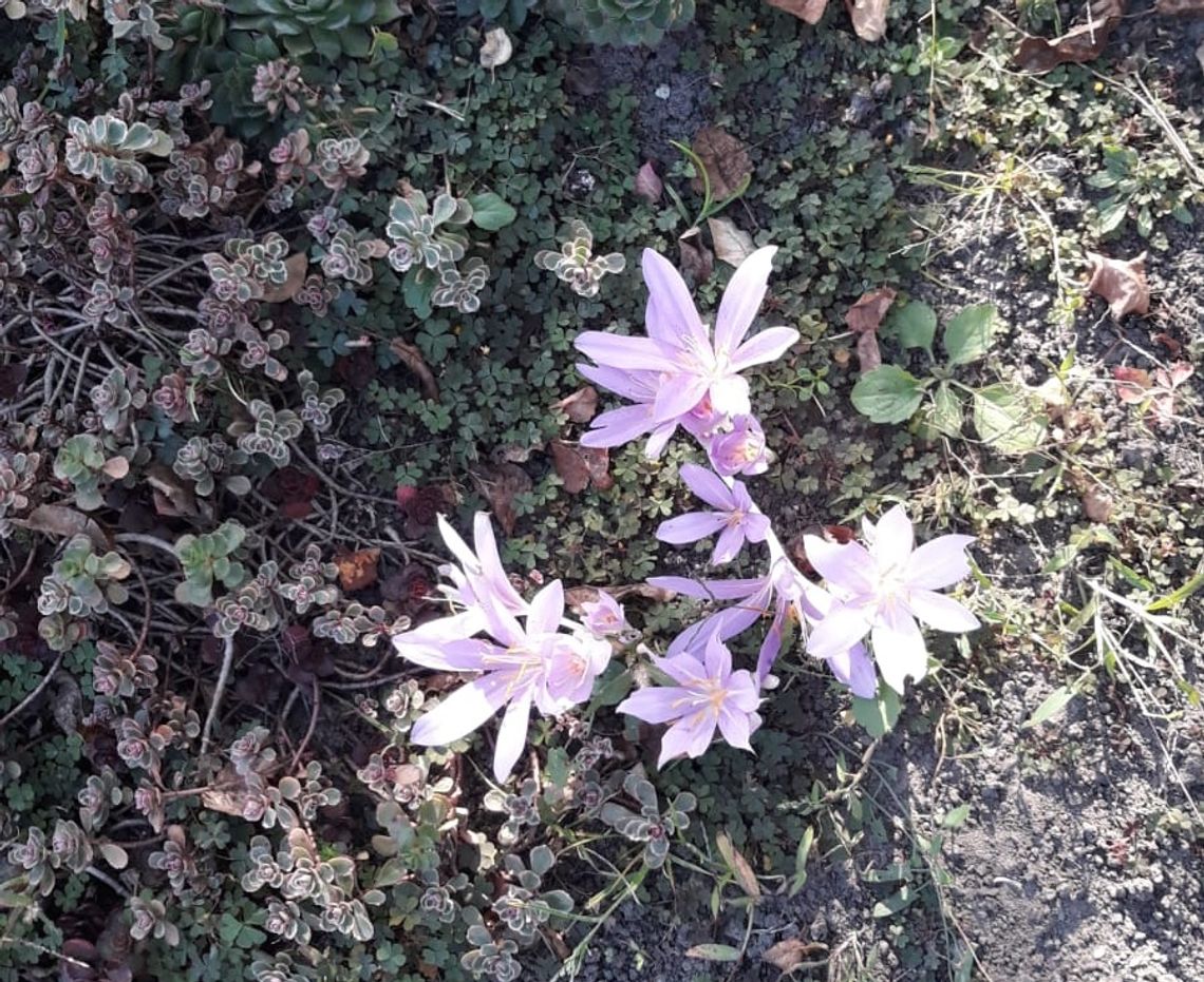 Krokusy zakwitły po raz drugi? Krokusy zakwitły po raz drugi?