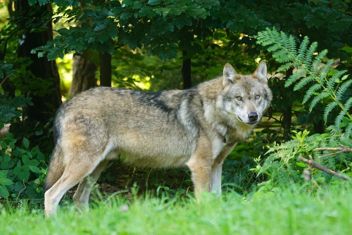Mieszkaniec Gąsiorowic apeluje: Uważajcie na wilki. Częściowo zjadły cielaka!