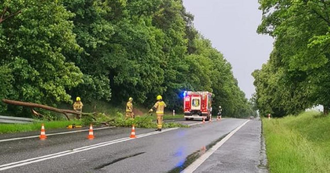 Nawałnica w powiecie strzeleckim. Drzewo spadło na jadący samochód