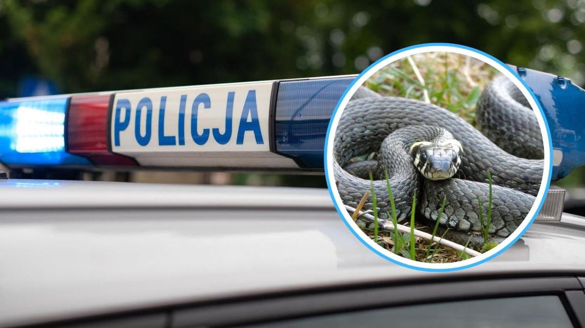 Nieproszony gość w ogródku. Miał mieć dwa metry długości