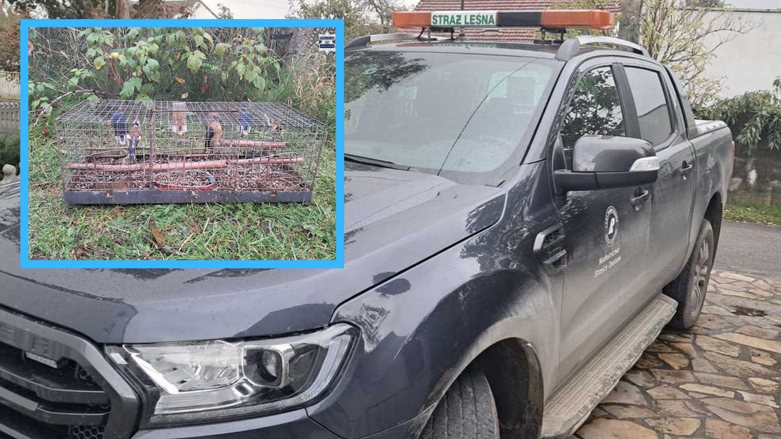 Odławiał chronione ptaki i prowadził hodowlę. Kłusownik wpadł w ręce służb