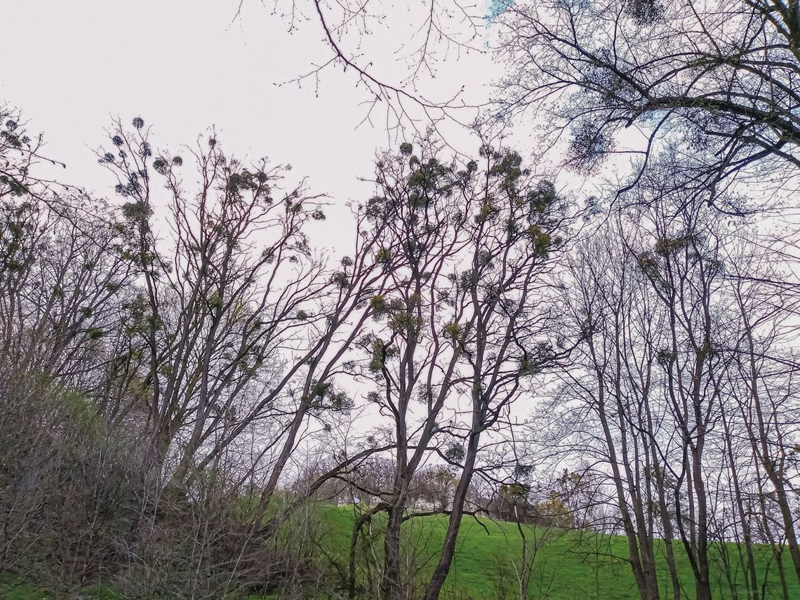 Pasożyt niszczy drzewa Pasożyt niszczy drzewa