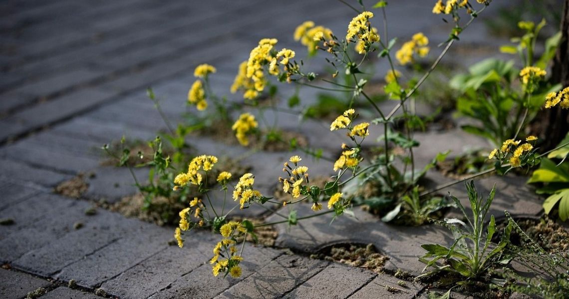 Petycja przeciwko glifosatowi. Strzeleccy radni wciąż analizują sprawę