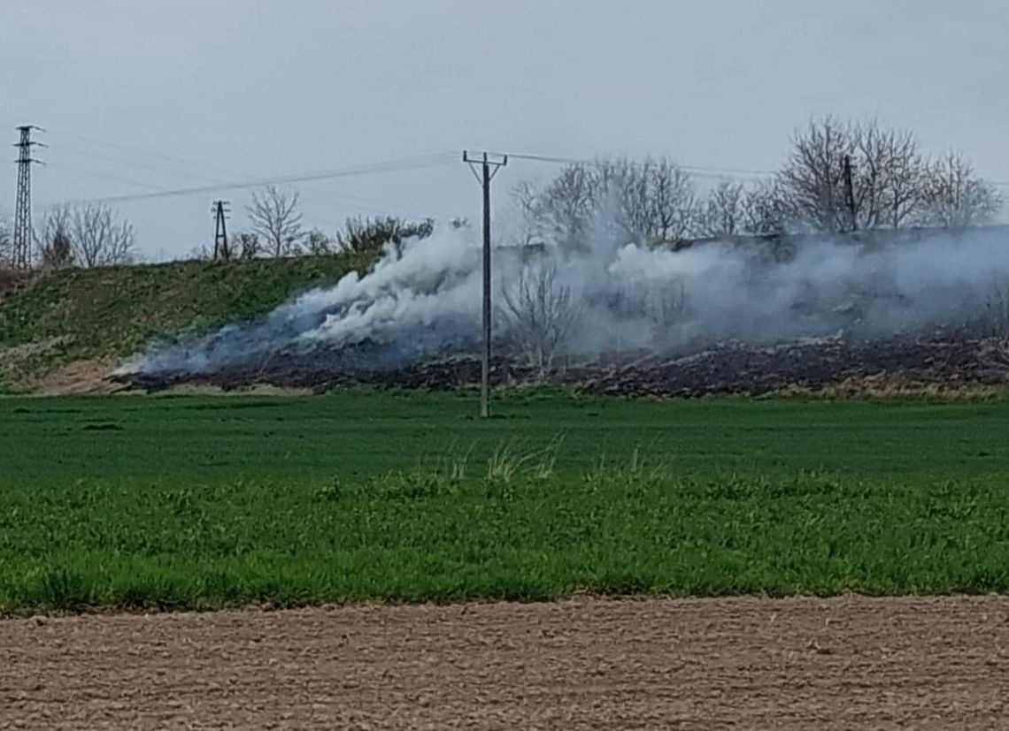 Podpalacze szaleją przy nasypie kolejowym. To już prawdziwa plaga!