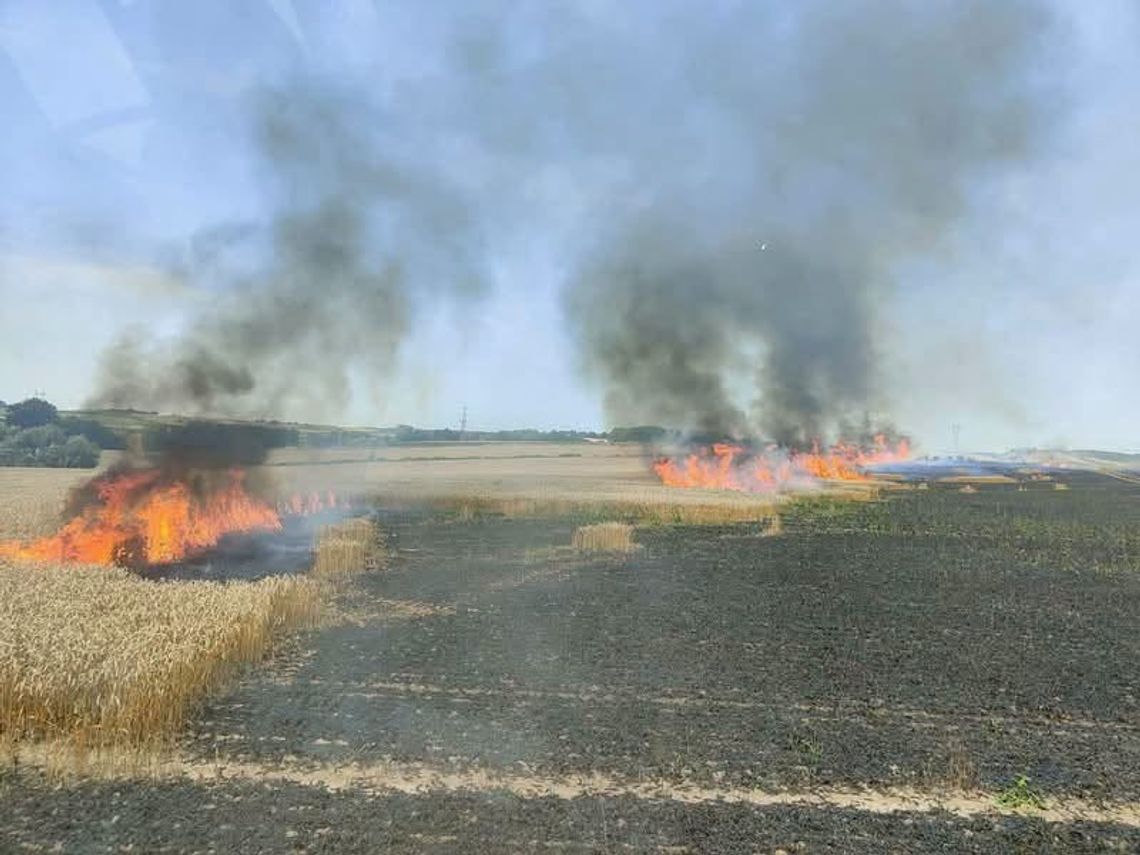 Pożar pszenicy na pniu w Ujeździe. Ogień objął około 5 hektarów Pożar pszenicy na pniu w Ujeździe. Ogień objął około 5 hektarów
