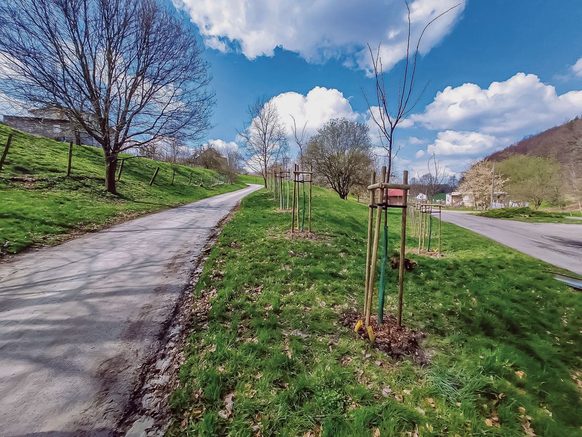 Przybyło ponad 100 drzew