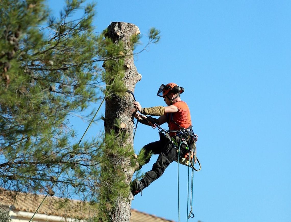 Przycinka drzew - na co zwrócić uwagę zlecając usługi?