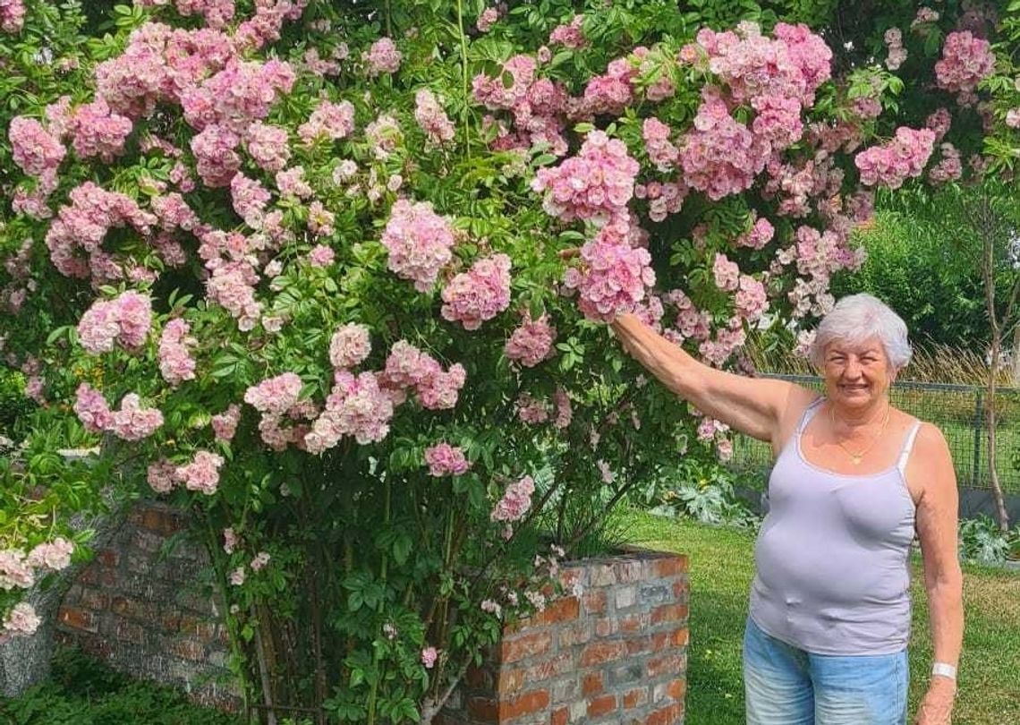 Największa róża w okolicy rośnie w Krośnicy. Wyhodowała ją jedna z mieszkanek