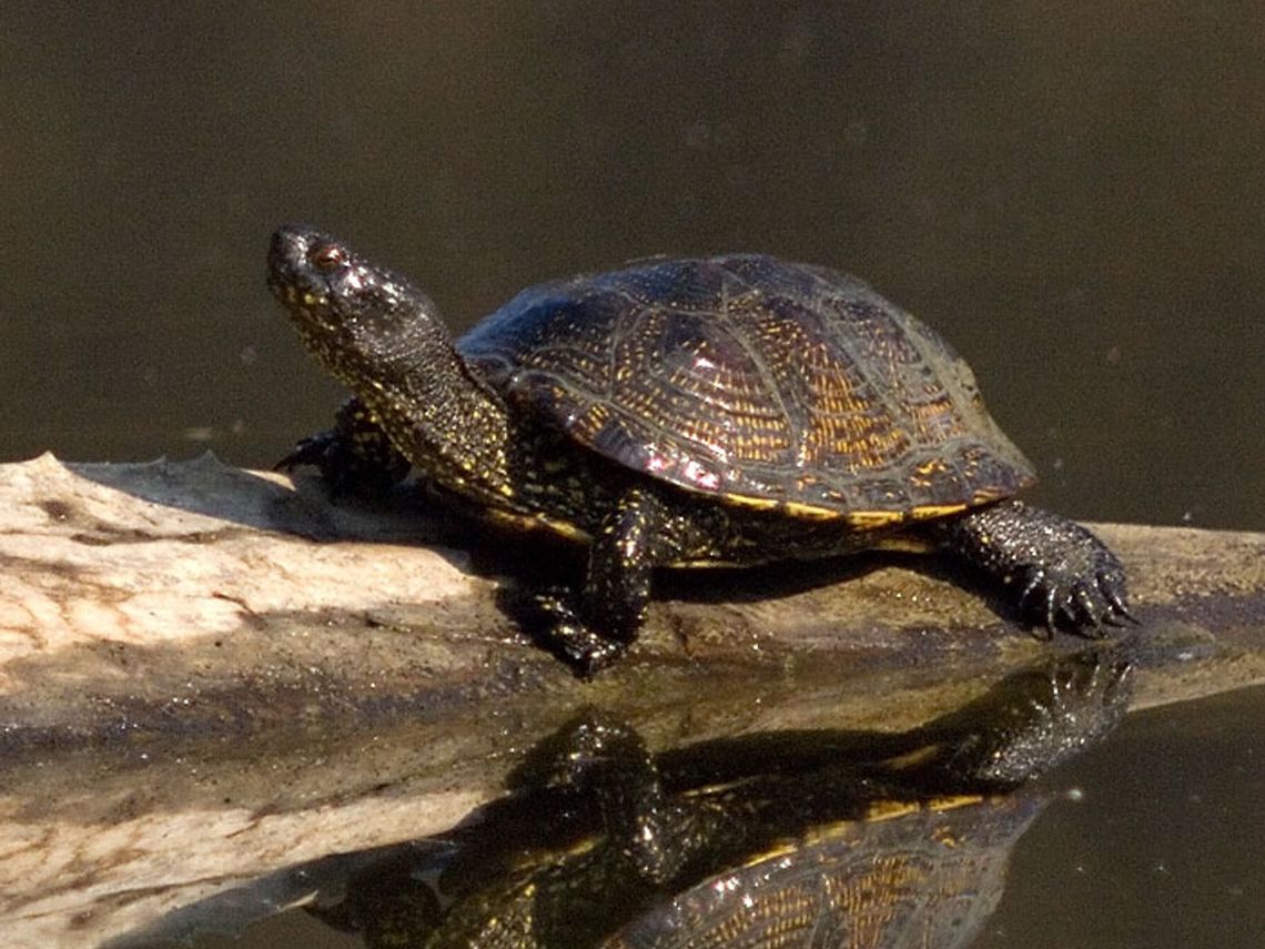 Rzadki żółw błotny żyje w stawie w Gąsiorowicach? Sprawdzili to eksperci