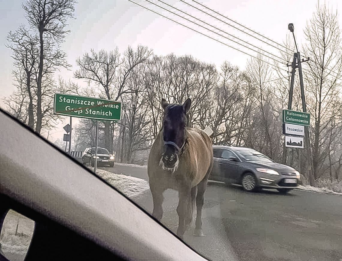 Skąd ten koń?!