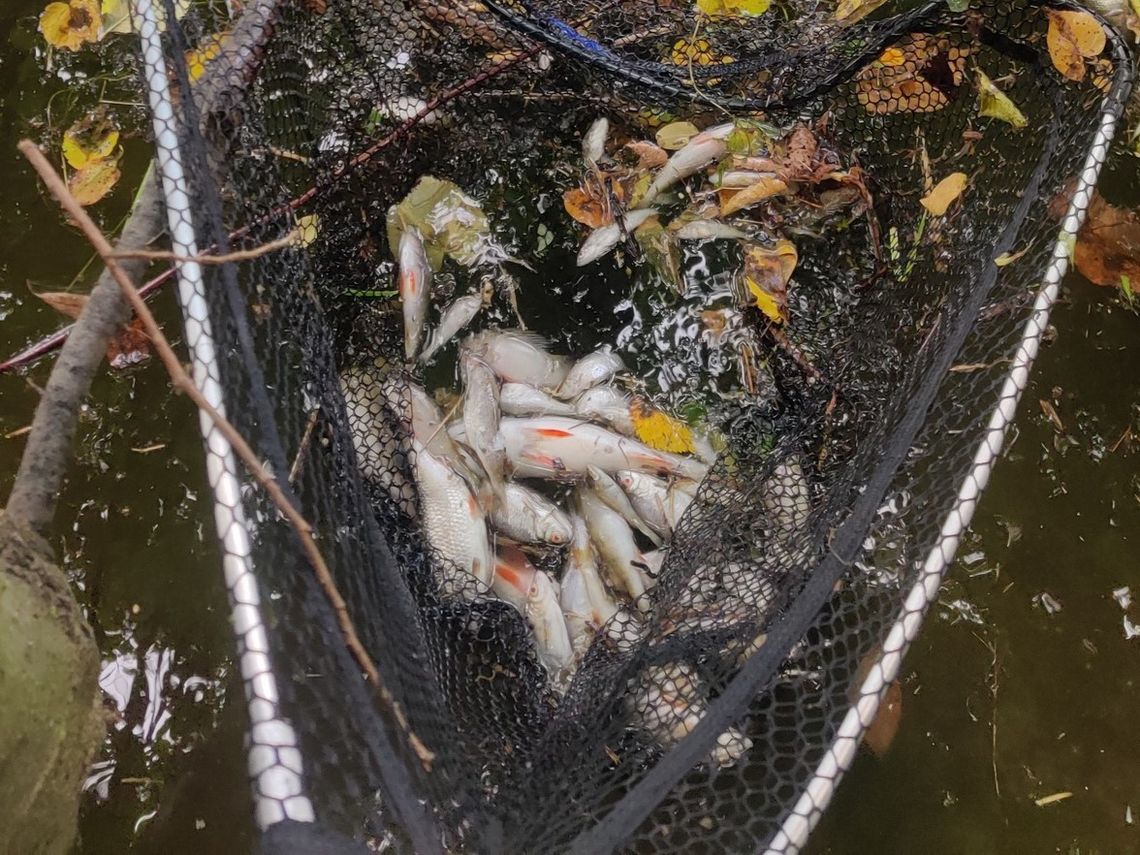 Śnięte ryby w Kanale Gliwickim. Nasi strażacy uczestniczą w ich wyławianiu
