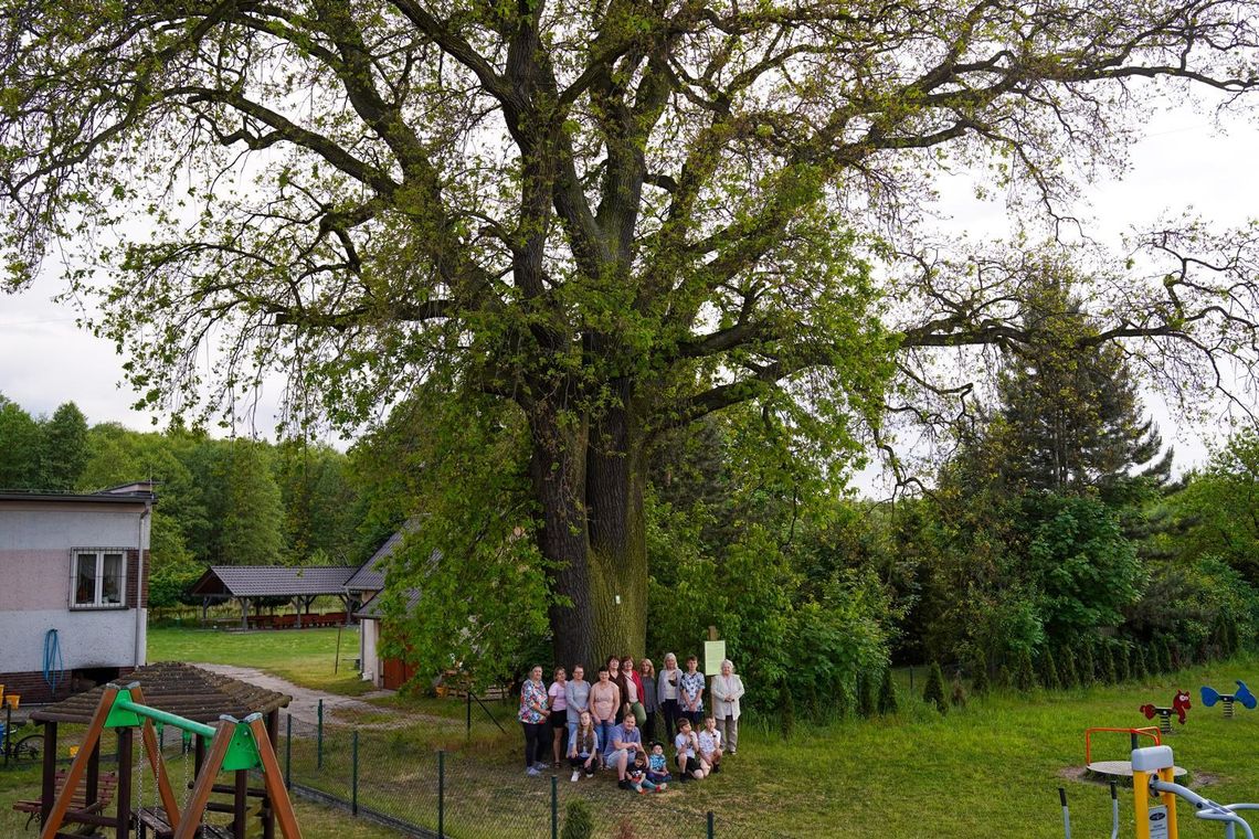 Dąb z Centawy Drzewem Roku 2024? Głosować można już od czerwca