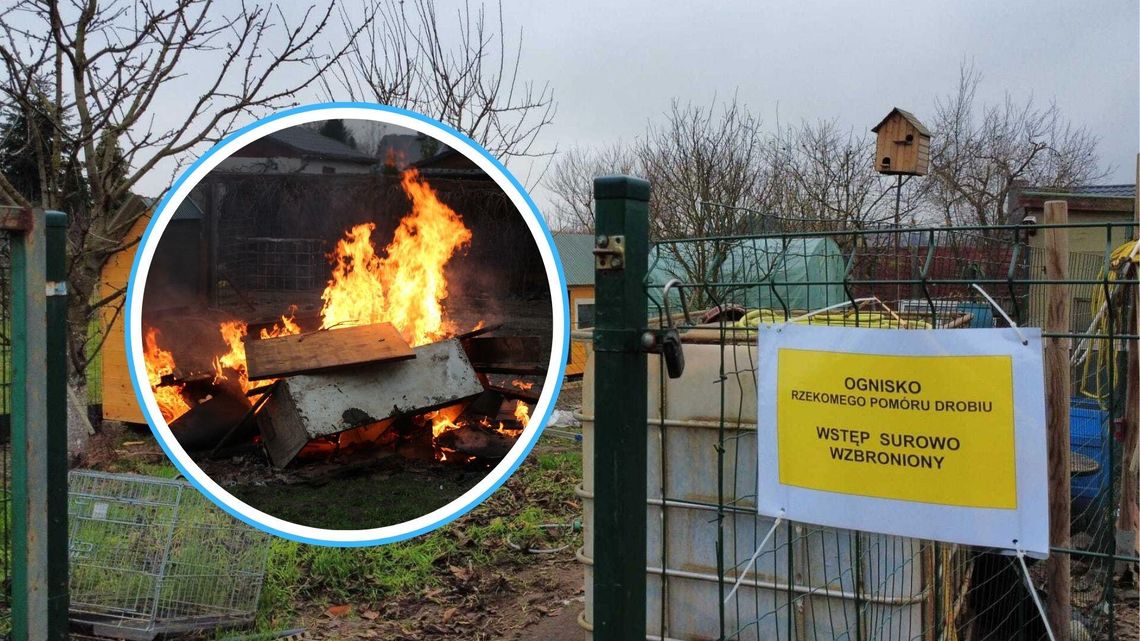 Strzelce Opolskie w strefie zagrożenia pomoru drobiu Strzelce Opolskie w strefie zagrożenia pomoru drobiu