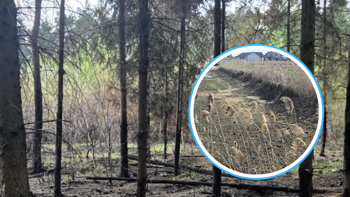 Gdy w lesie skrzypi ściółka... Jak służby walczą z suszą