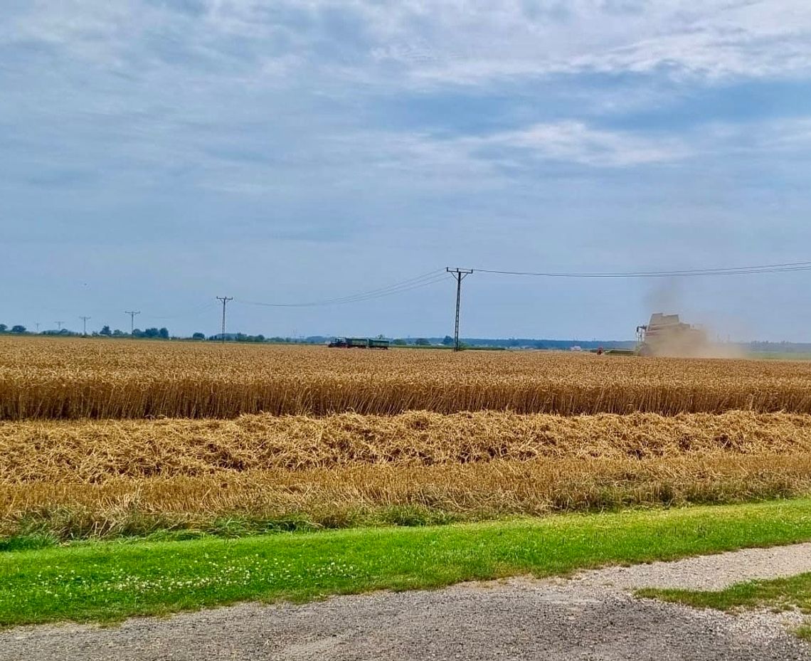 Trwają żniwa. Jak dotąd tegoroczne plony nie są najlepsze