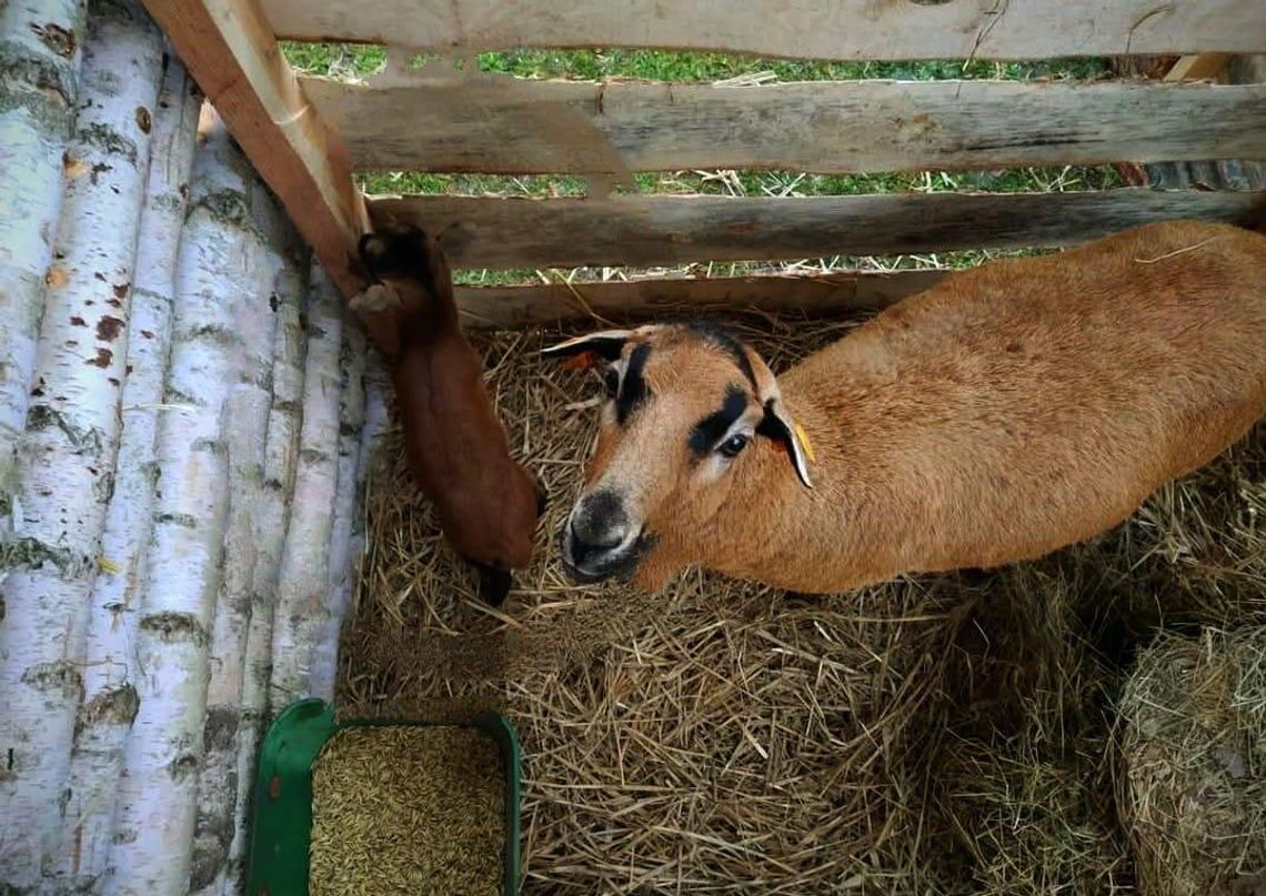 Ukradł 4-dniowego baranka z żywej szopki. Zwierzęciu groziła śmierć