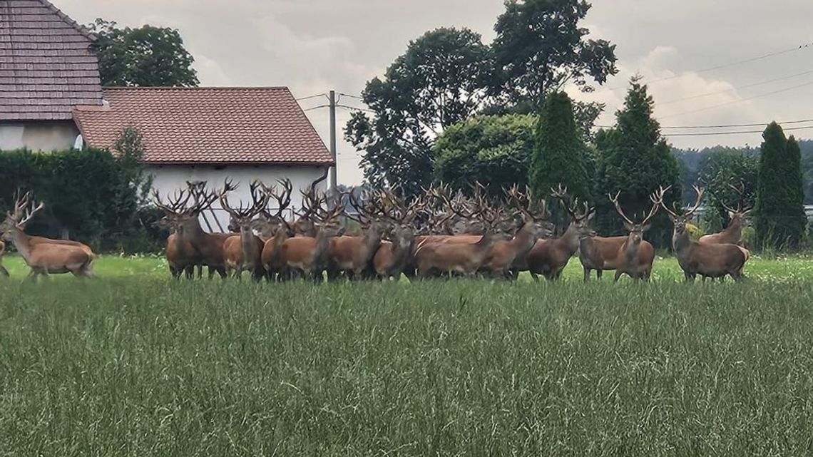 "Upolował" aparatem pół setki jeleni w gminie Jemielnica. Tuż obok domów!