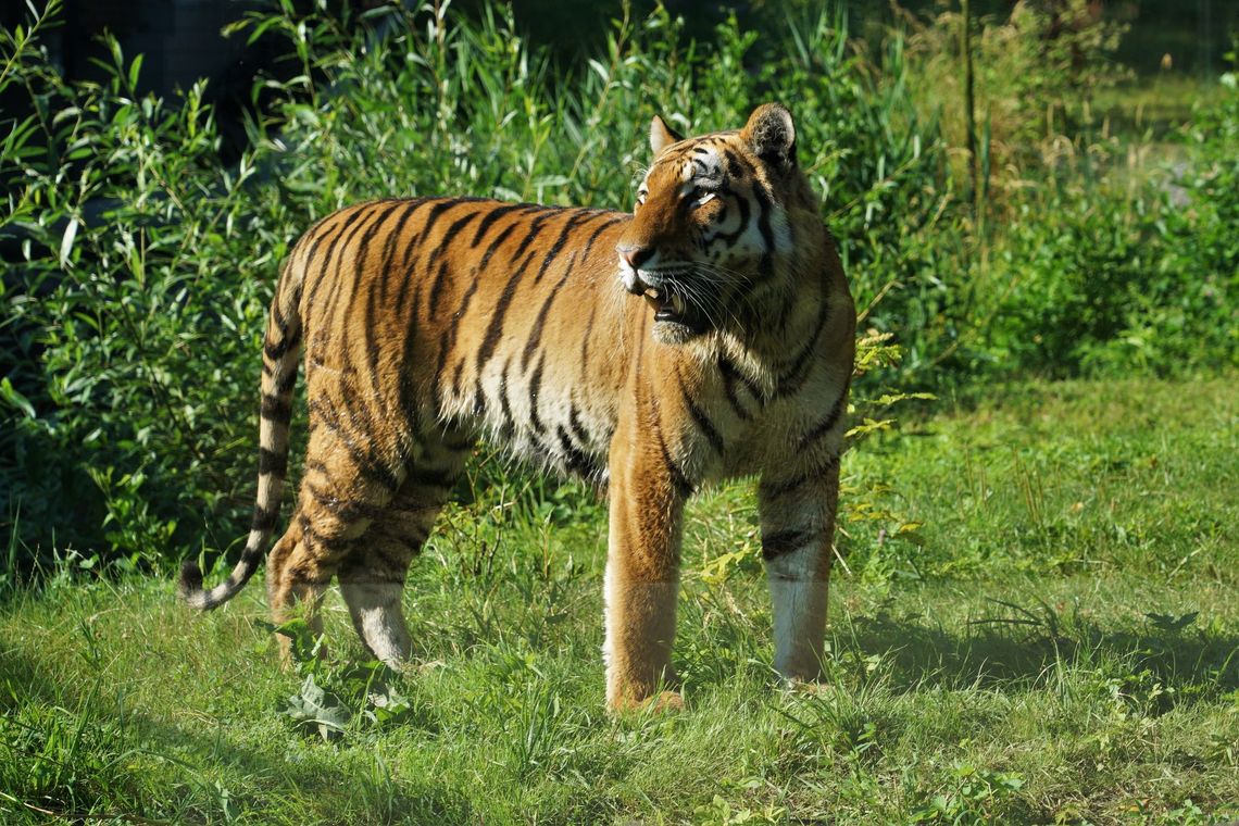 W zoo w Opolu będą małe tygrysy? Do ogrodu przyjechała partnerka dla Diego