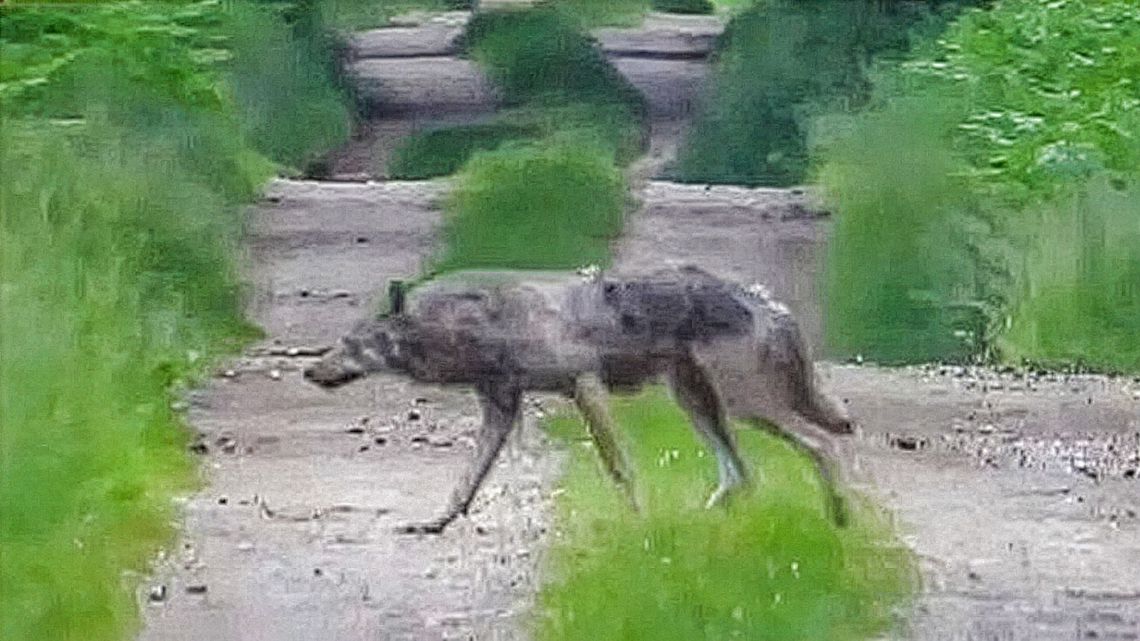 Wilk na drodze leśnej dwa kilometry od Zawadzkiego. "Są tu dwie watahy" Wilk na drodze leśnej dwa kilometry od Zawadzkiego. "Są tu dwie watahy"