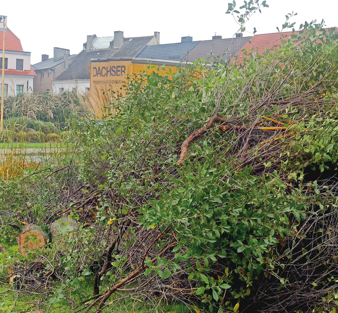 Wycięto krzewy w centrum Strzelec Opolskich. Co było powodem?