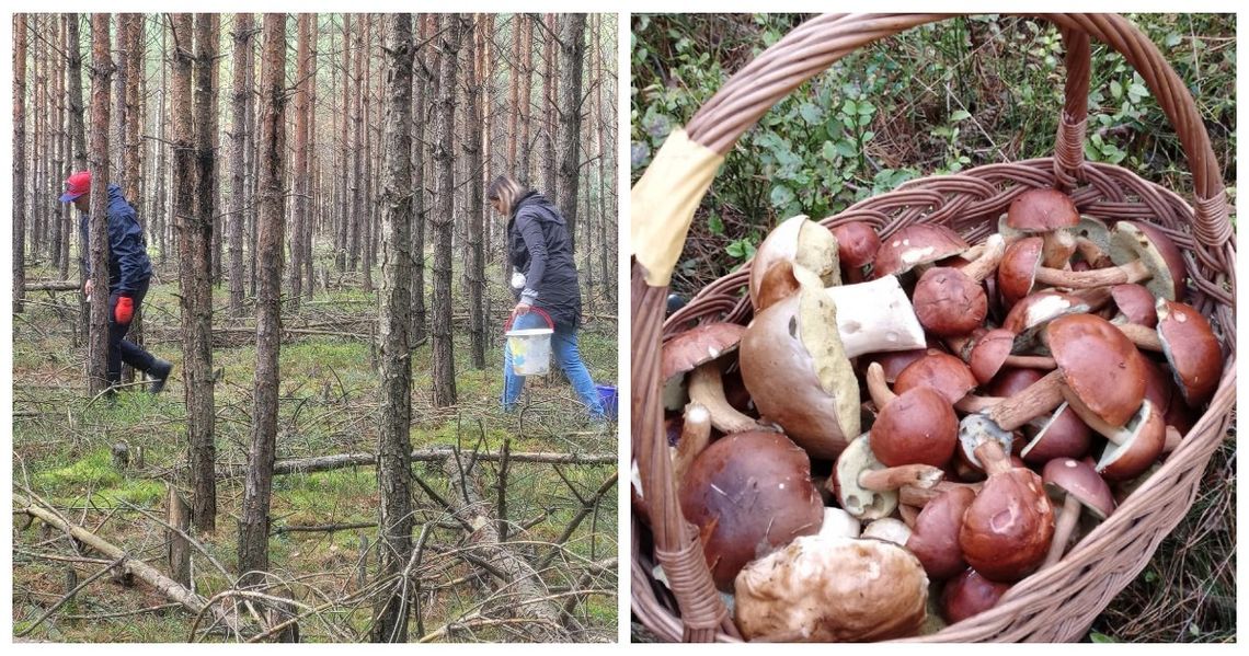 Grzybobranie w lasach trwa. Pamiętaj o tych zasadach