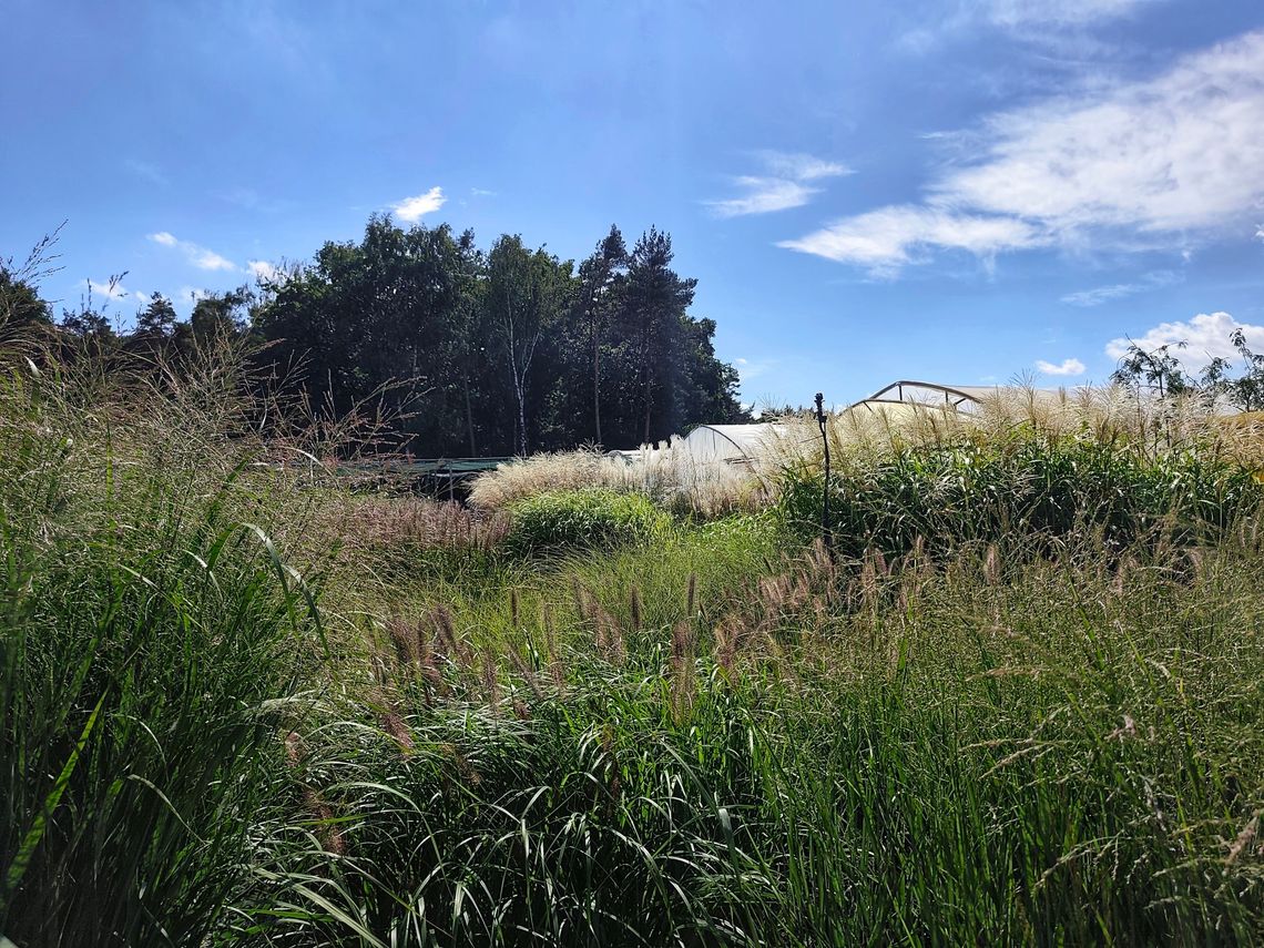 Zapraszamy na Święto Traw Ozdobnych w GARDEO